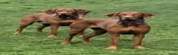 Hungarian Vizsla dogs for sale: Vizsla puppies. Great lineage and super low COI. - Advert 4