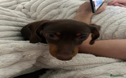 Miniature Dachshund dogs for sale: Ellie✨ - Advert 2