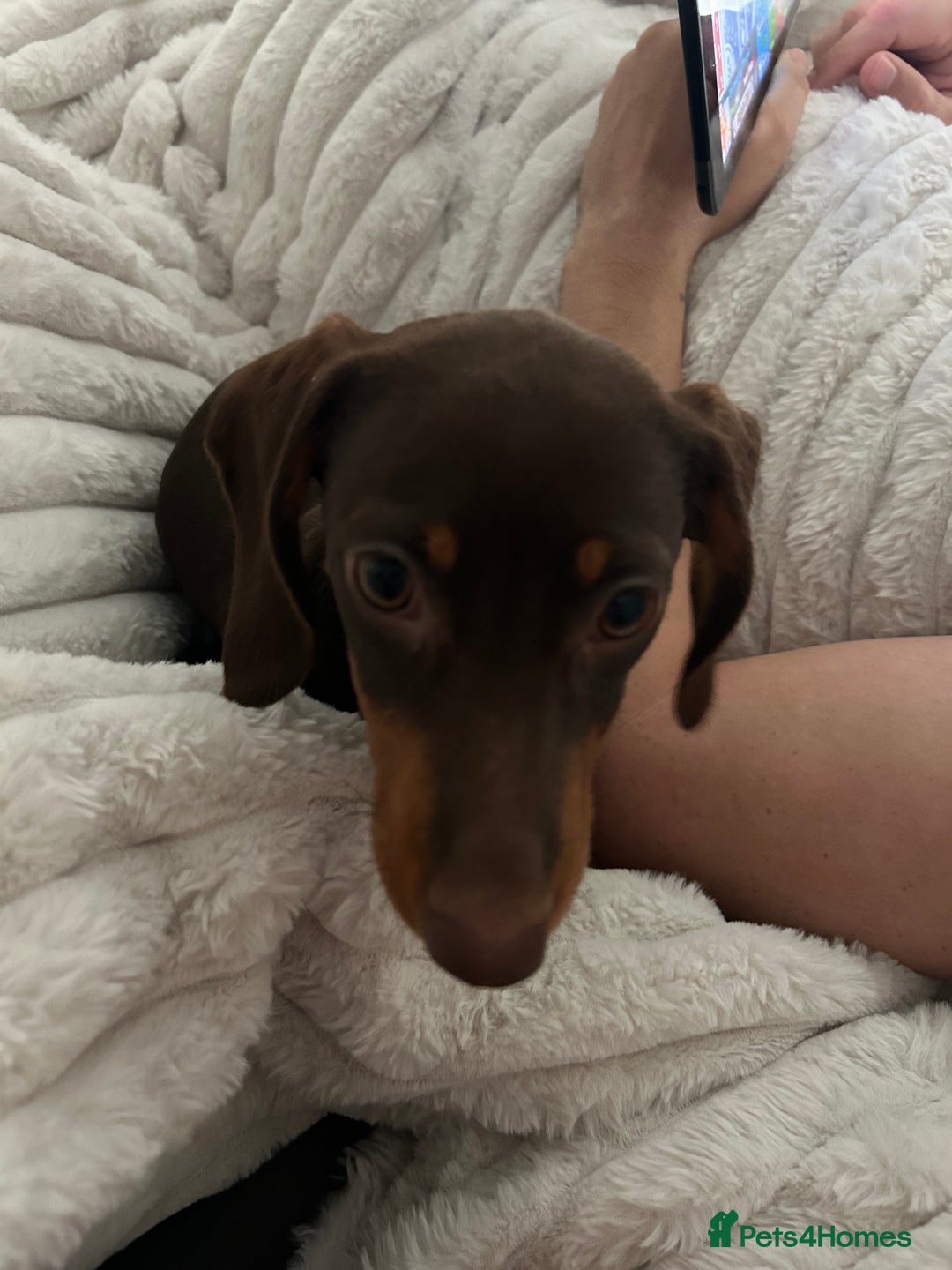 Miniature Dachshund dogs for sale: Ellie✨ - Advert 2