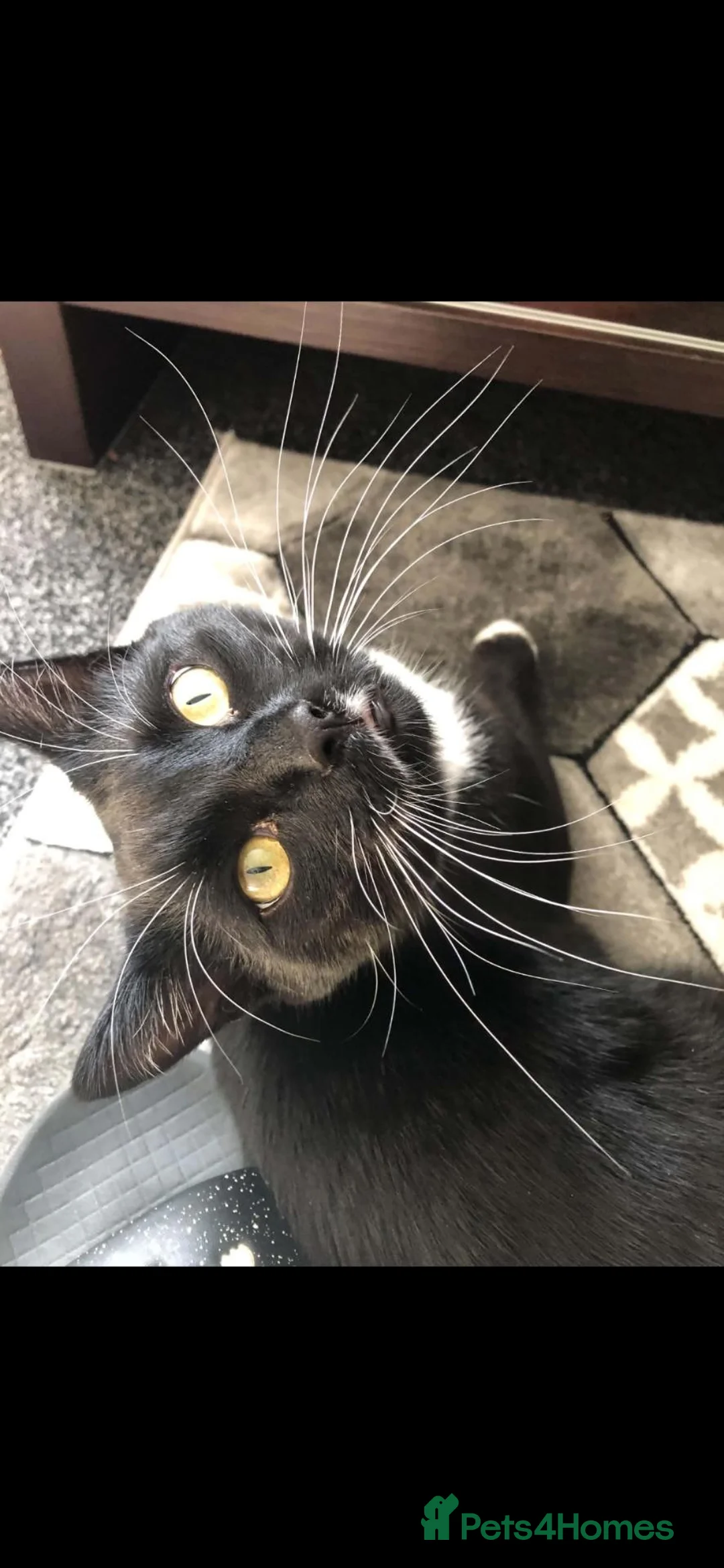 Mixed Breed cats for sale: Brothers  in Sheffield - Advert 6