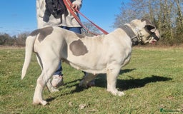 Central Asian Shepherd dogs for sale: Beautiful Alabai Mastiff puppies  in Pulborough - Image 32