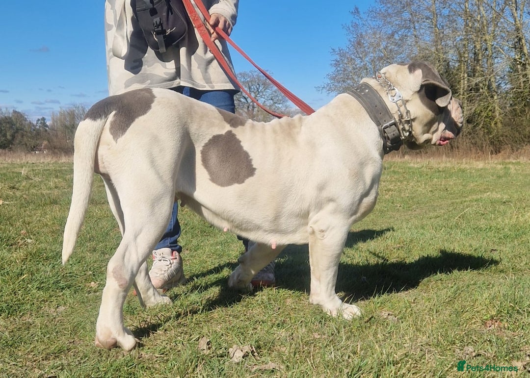 Central Asian Shepherd dogs for sale: Beautiful Alabai Mastiff puppies  in Pulborough - Image 32