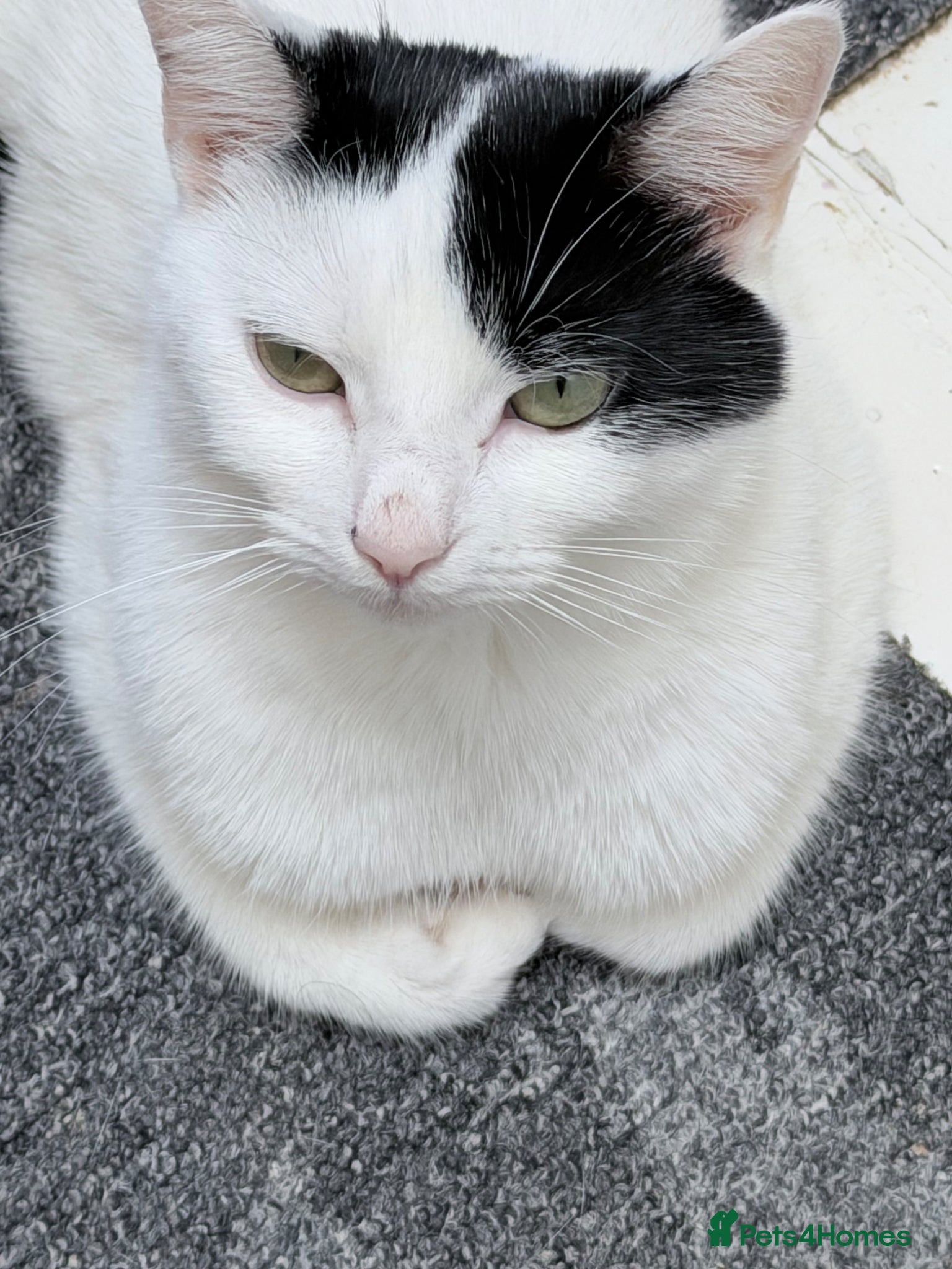 Turkish Van cats 3 beautiful kittens for sale.  - Advert 1