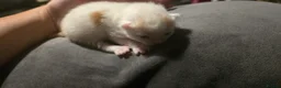 Mixed Breed cats for sale: Kittens for sale - Advert 10