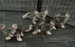 French Bulldog dogs for sale: LAST 2 REMAINING Beautiful French Bulldog Pups in Waltham Cross - Image 1