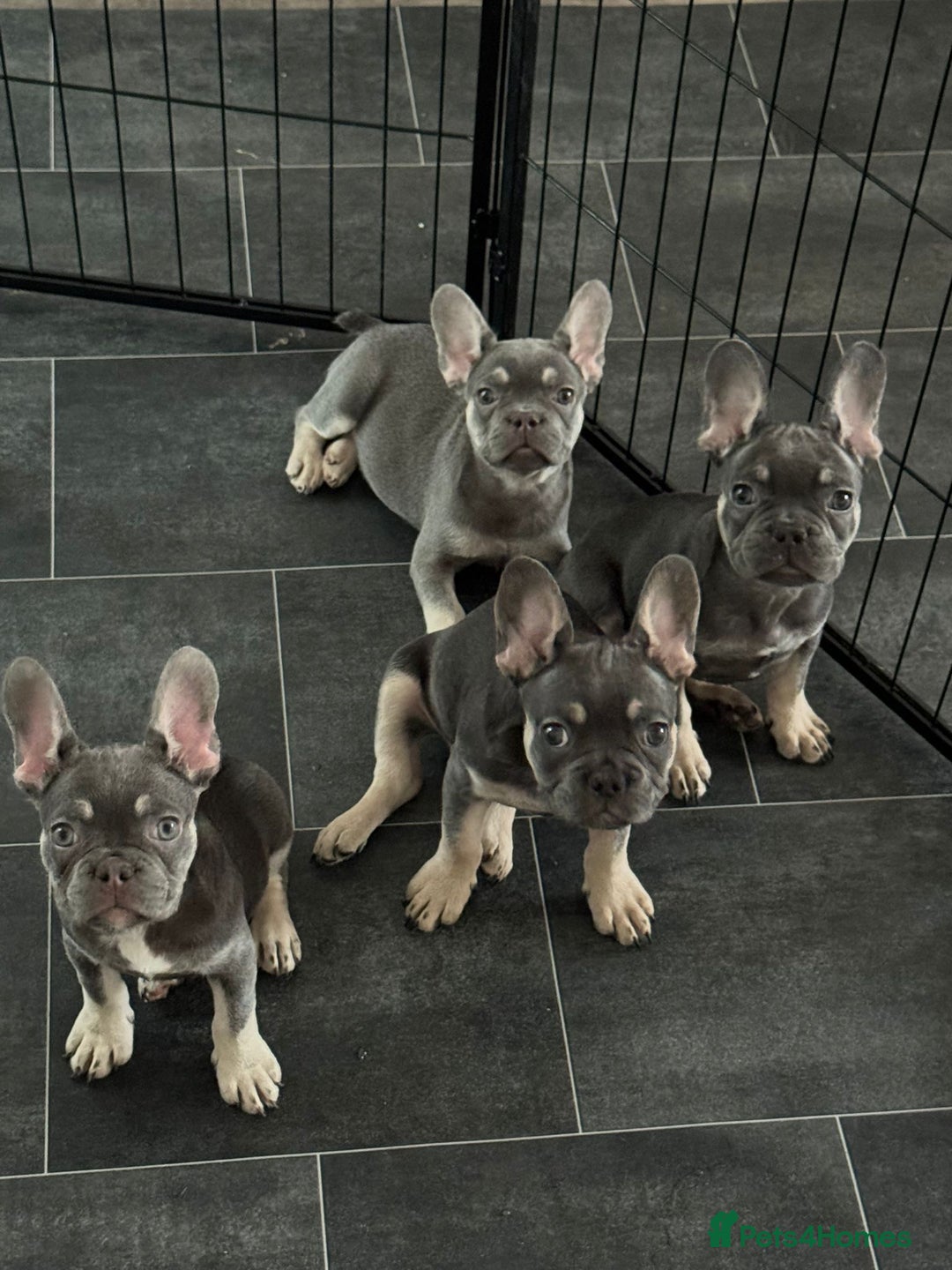 French Bulldog dogs for sale: LAST 2 REMAINING Beautiful French Bulldog Pups in Waltham Cross - Image 1