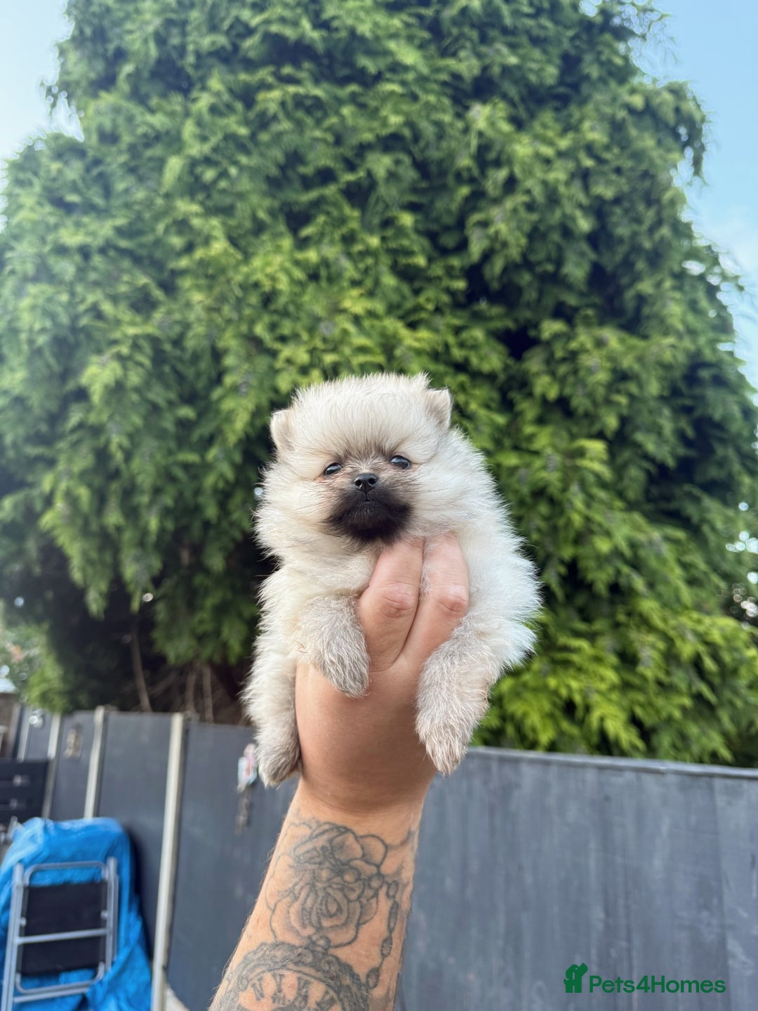 Pomeranian dogs for sale: Beautiful Pomeranian’s  - Image 7