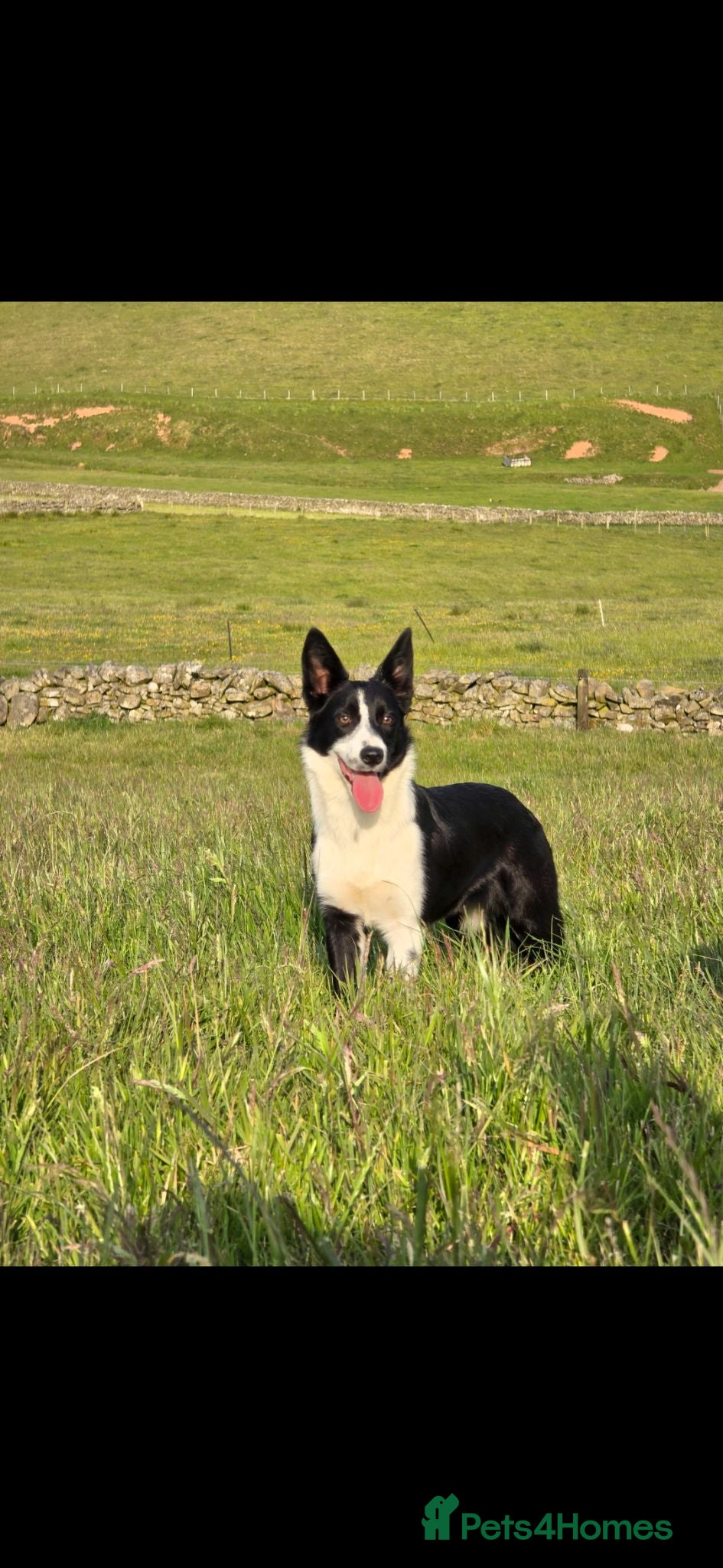 Border Collie dogs 🐾Working Border Collie Puppies–5 Boys & 1 Girl🐾 - Advert 1
