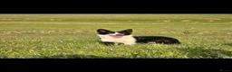Border Collie dogs for sale: 🐾Working Border Collie Puppies–5 Boys & 1 Girl🐾 - Advert 1