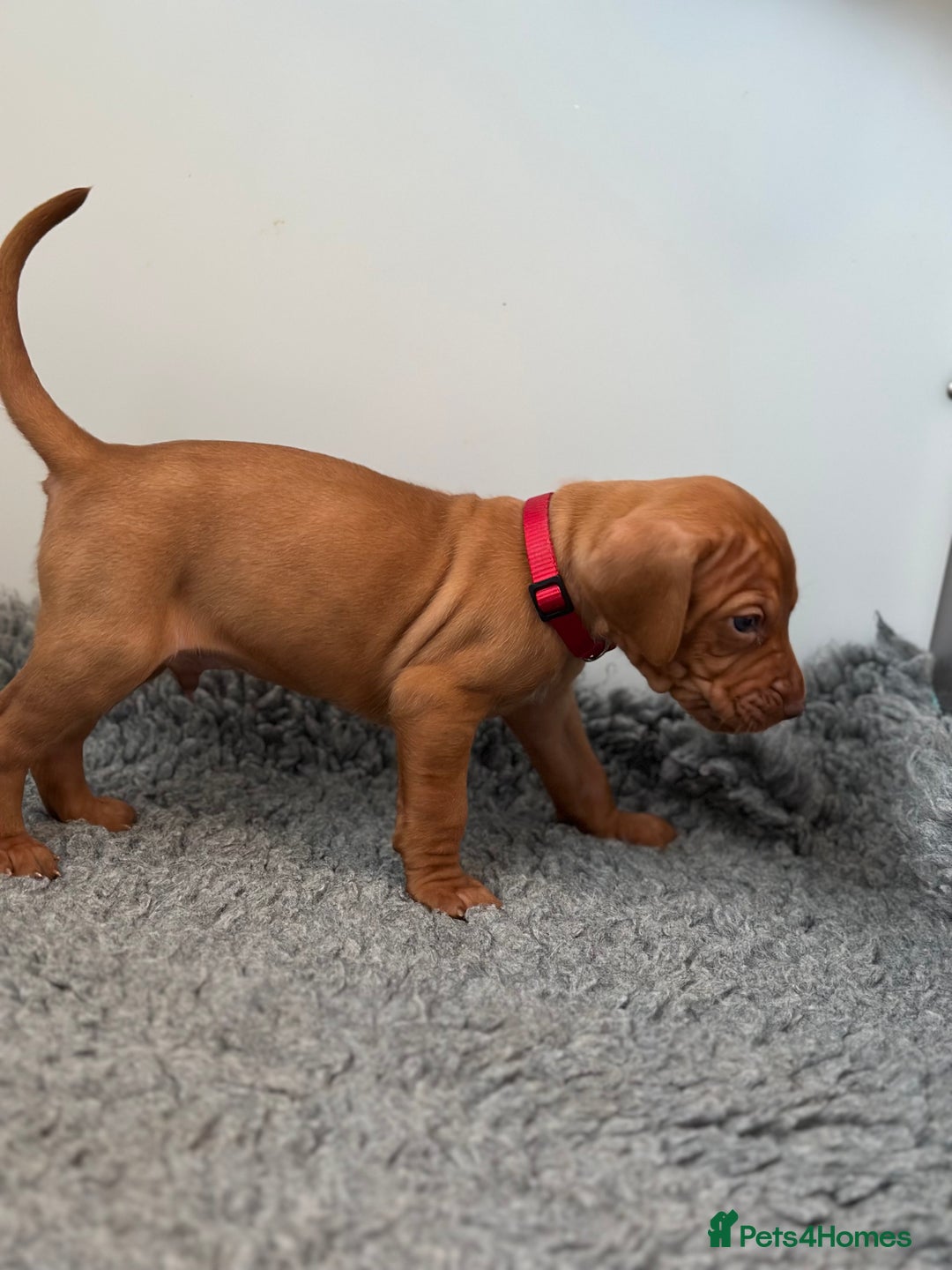 Hungarian Vizsla dogs for sale: Amazing Hungarian vizsla puppies - Image 21