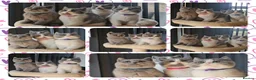 British Shorthair cats for sale: 4 perfect british shorthair kittens  - Advert 1