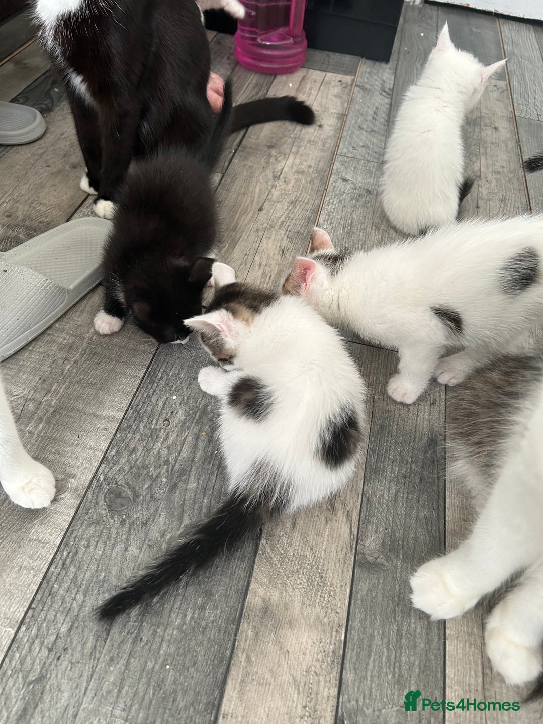 Mixed Breed cats for sale: Kittens are ready now 8 weeks old  - Advert 8
