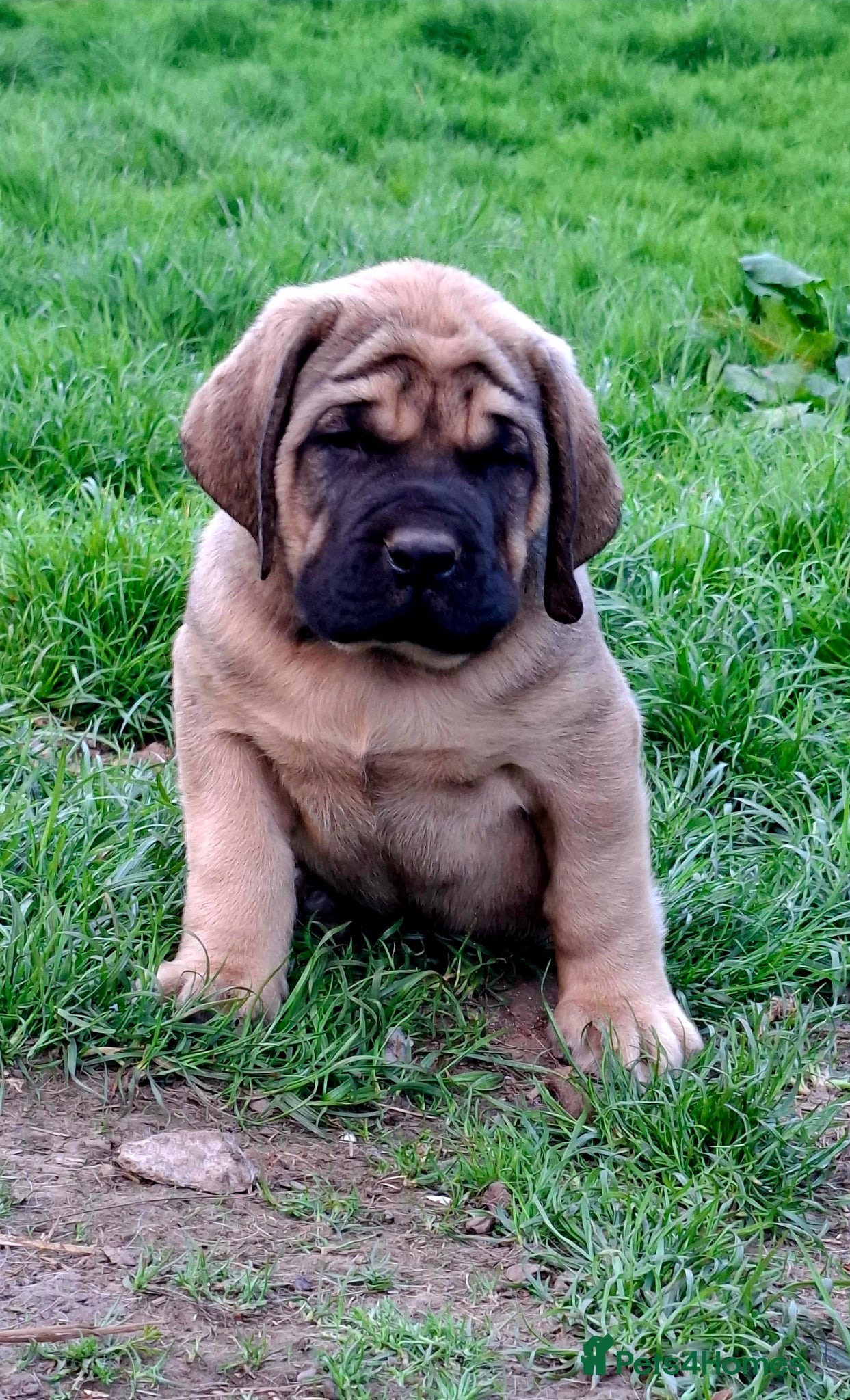 Mastiff dogs Mastiff puppies  - Advert 2