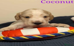 Cocker Spaniel dogs for sale: Show cockers - Image 15