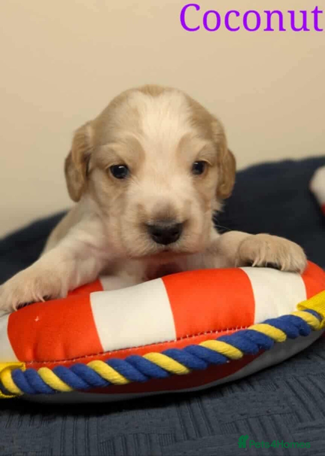 Cocker Spaniel dogs for sale: Show cockers - Image 15