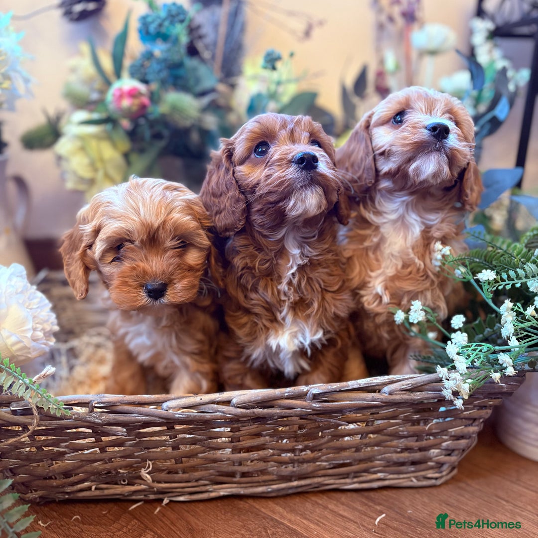 Cavapoo dogs for sale: Health tested toy cavapoo boys - Advert 2