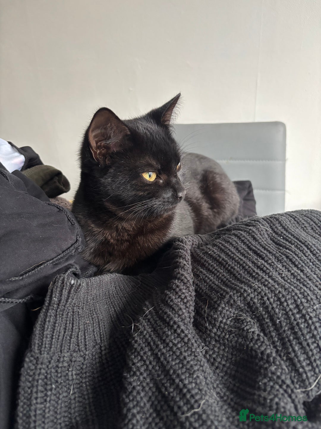 Mixed Breed cats for sale: Two beautiful playful kittens - Advert 3