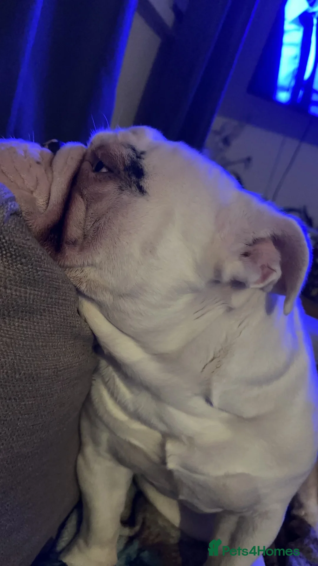 English Bulldog dogs for sale: Reggie looking for 5 star home  - Advert 7