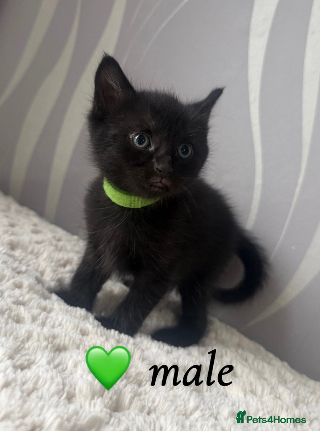 Mixed Breed cats for sale: 4 kittens for sale - Advert 7