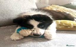 Border Collie dogs for sale: DUE 1st August Border collie Puppies - Image 25