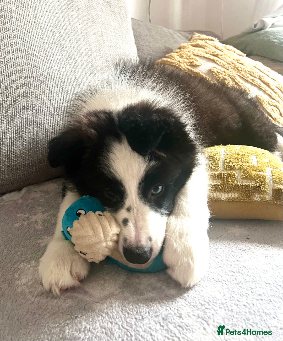 Border Collie dogs for sale: DUE 1st August Border collie Puppies - Image 25