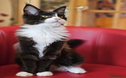 Maine Coon cats for sale: Pure breed Maine Coon kittens  in Northampton - Image 8