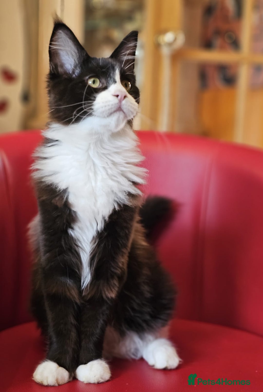 Maine Coon cats for sale: Pure breed Maine Coon kittens  in Northampton - Image 8