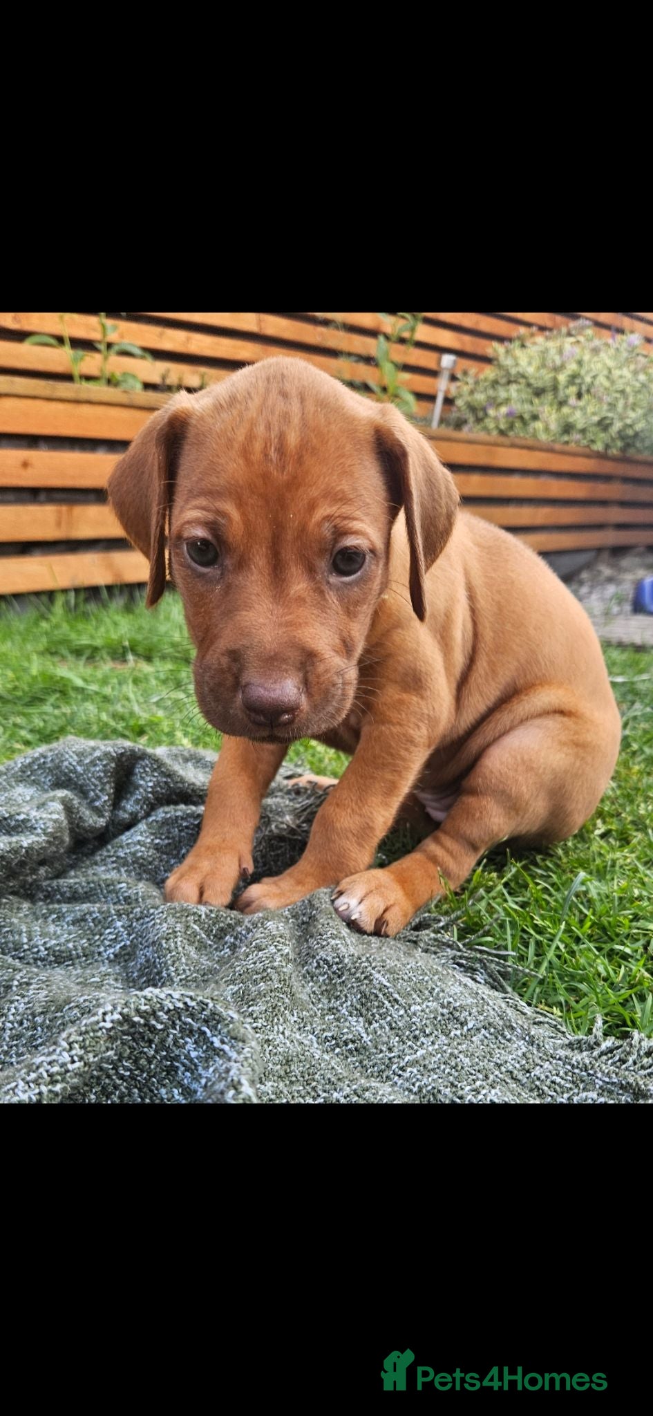 Rhodesian Ridgeback dogs Beautiful Rhodesian Ridgeback Puppies  - Advert 2
