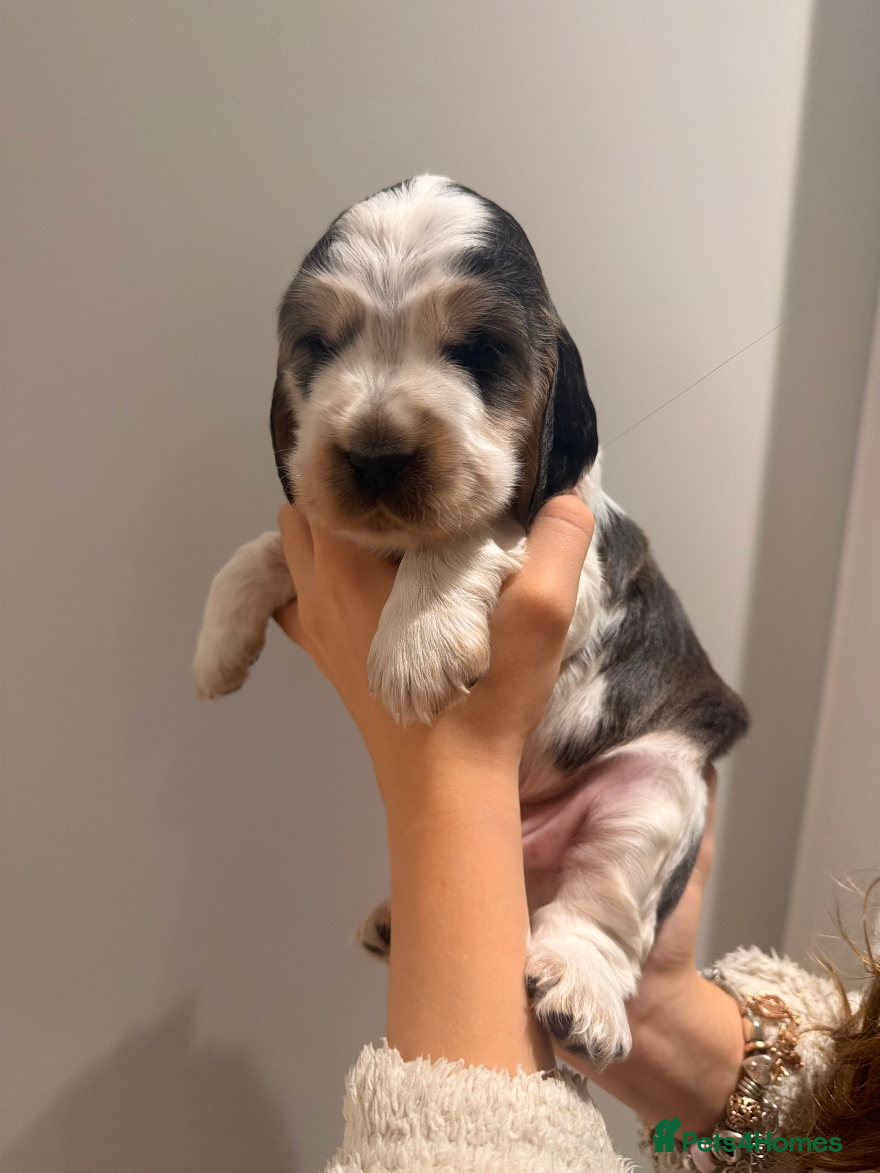 Cocker Spaniel dogs Adorable show cocker spaniel boys! Last Boy left - Advert 8