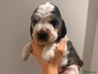 Cocker Spaniel dogs Adorable show cocker spaniel boys! Last Boy left - Advert 14