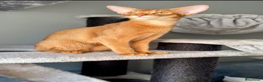 Abyssinian Kitten 4