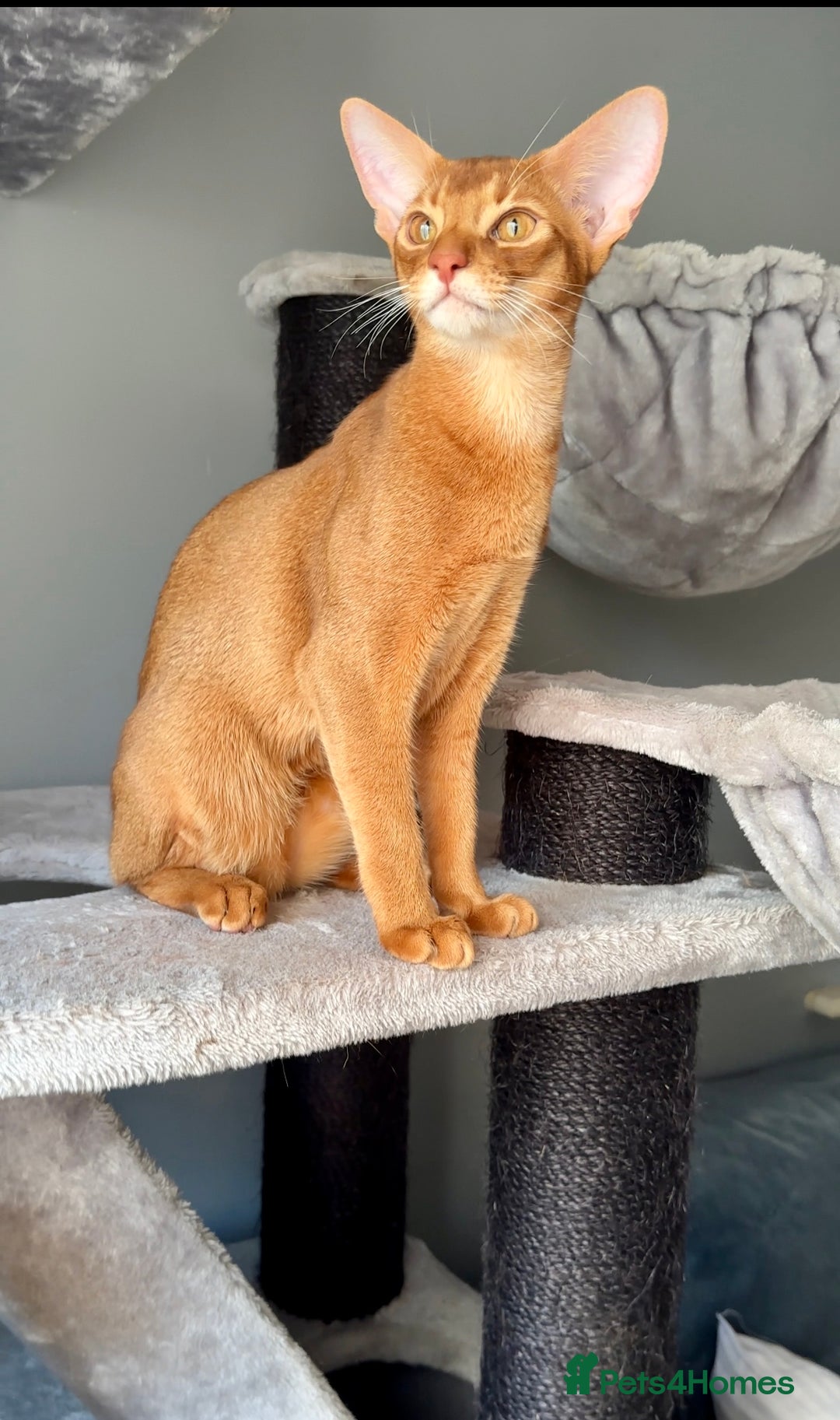 Abyssinian cats for sale: 1 sorrel Abyssinian Kitten left , Champion Line  - Advert 16