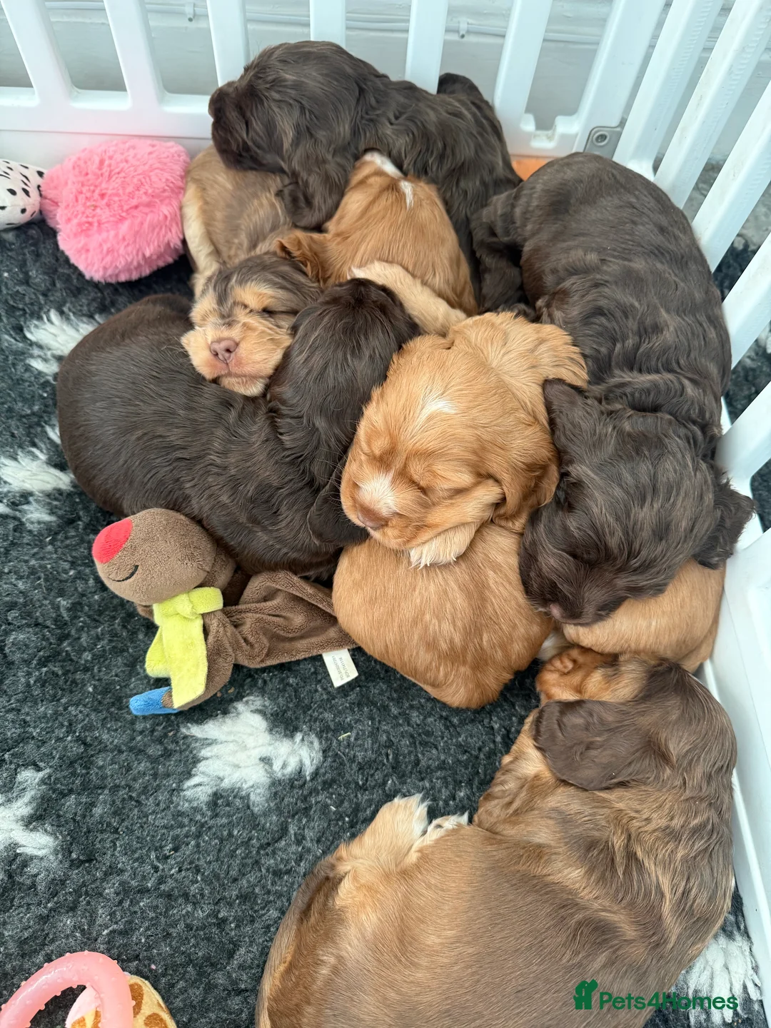 Cocker Spaniel dogs for sale: Health tested clear show cocker spaniel puppies - Advert 12