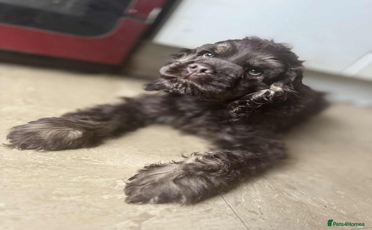 American Cocker Spaniel dogs - Advert 8