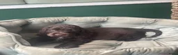 Cocker Spaniel dogs for sale: 🐶Health tested show cockers 🐕‍🦺🐾🐾🐾 - Advert 6