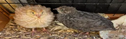 Quail poultry for sale: Gorgeous 8 week old corturnix quail  - Advert 1