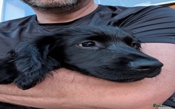 Sprocker dogs for sale: Black male Sprocker Spaniel -- 12 weeks  - Image 5