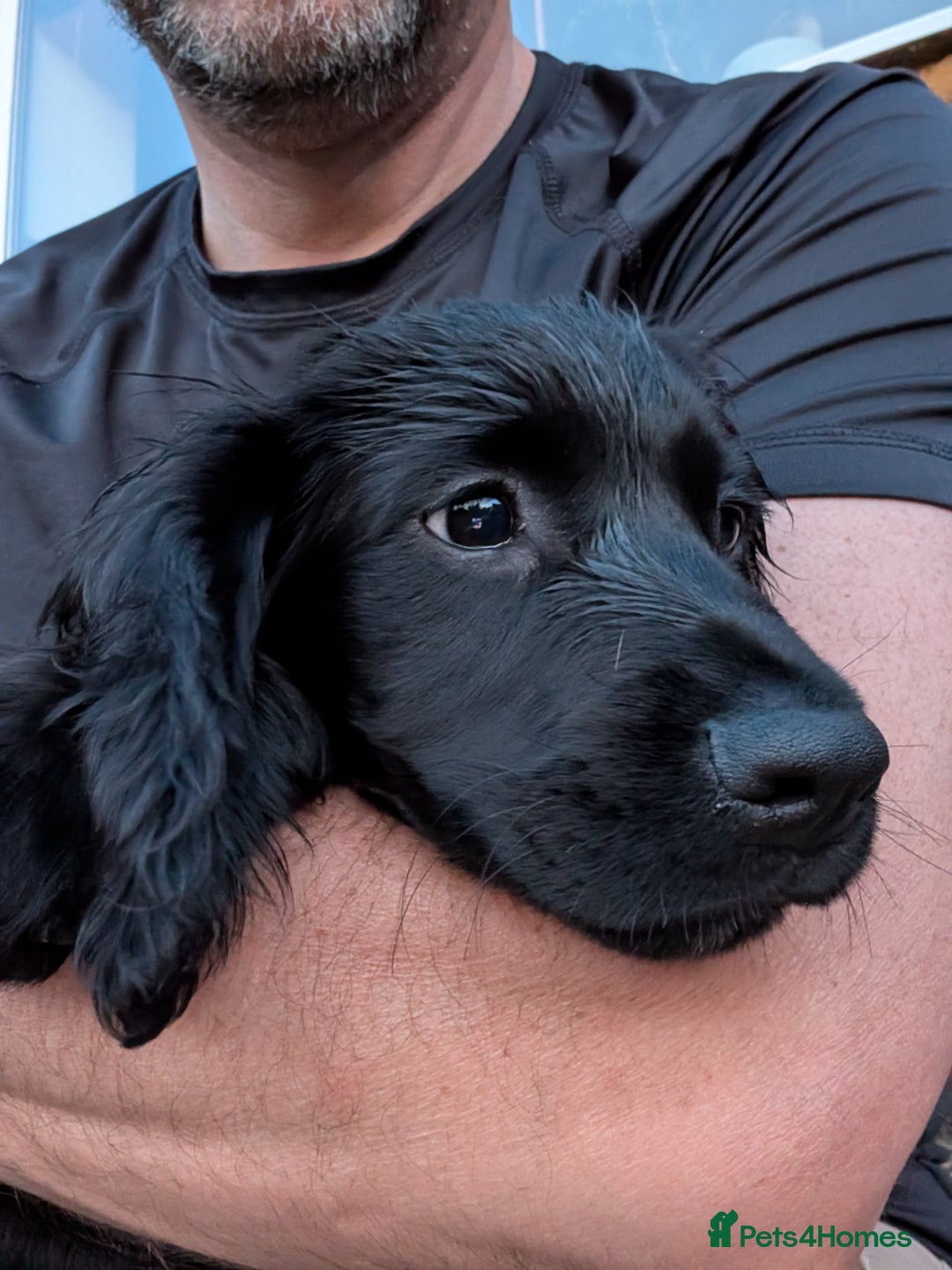 Sprocker dogs for sale: Black male Sprocker Spaniel -- 12 weeks  - Image 5