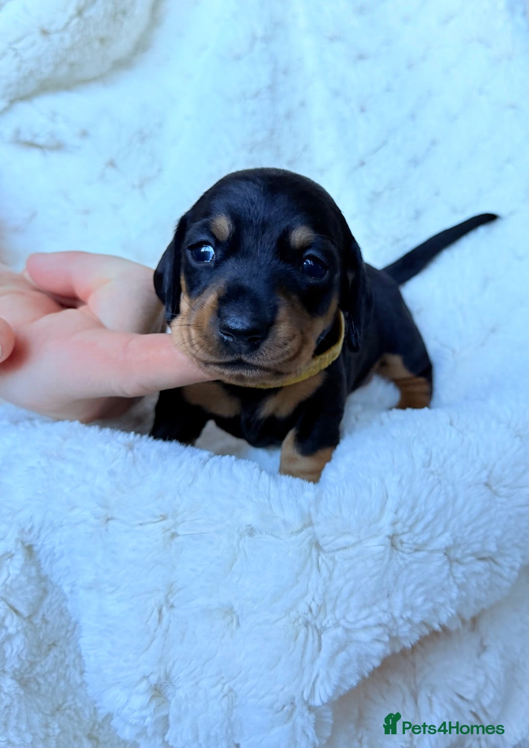 Miniature Dachshund dogs for sale: 🩵🩷✨ STUNNING MINIATURE DACHSHUND LITTER ✨🩷🩵 - Advert 4