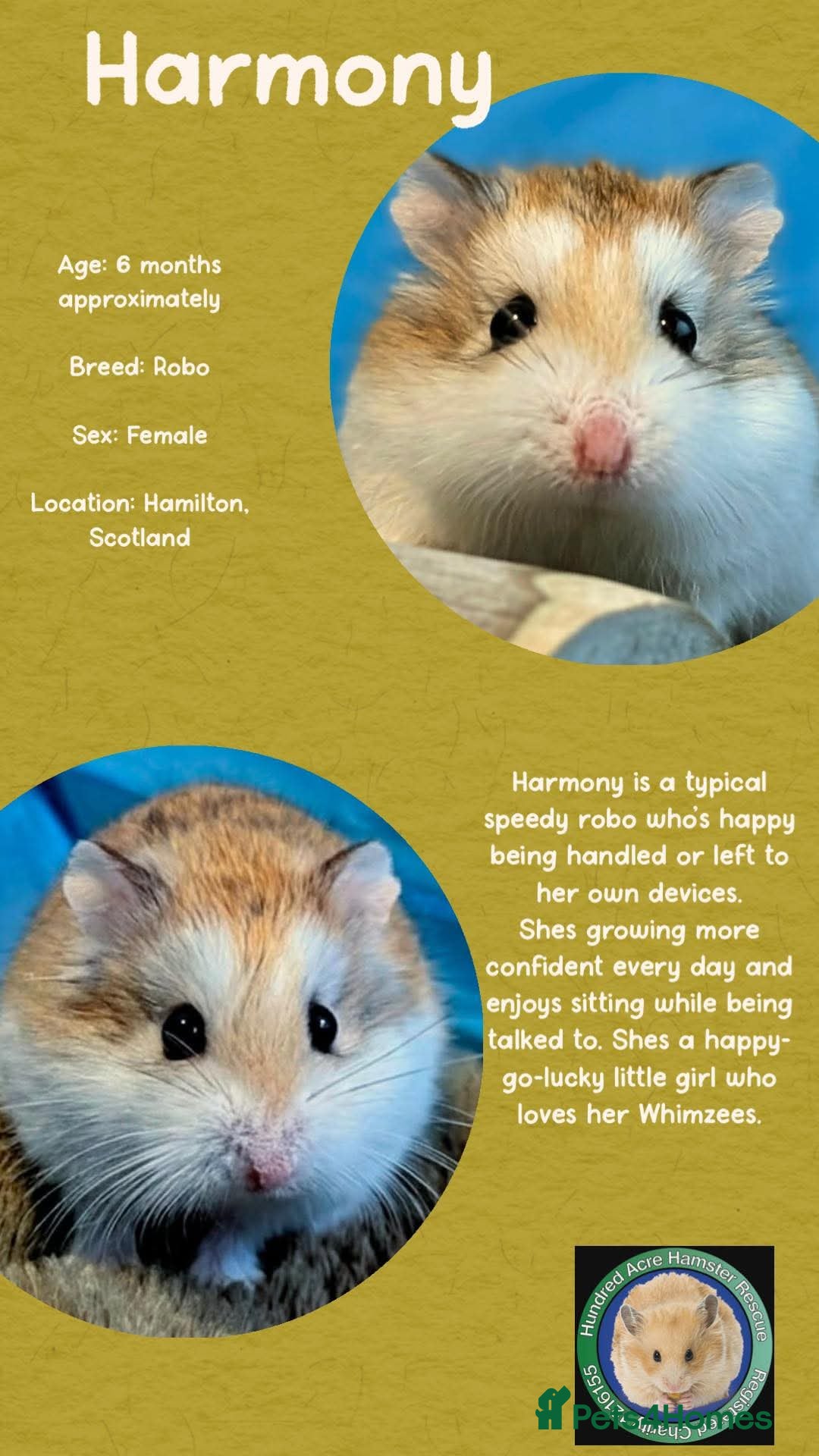 Hamster rodents Hamster  - Advert 8