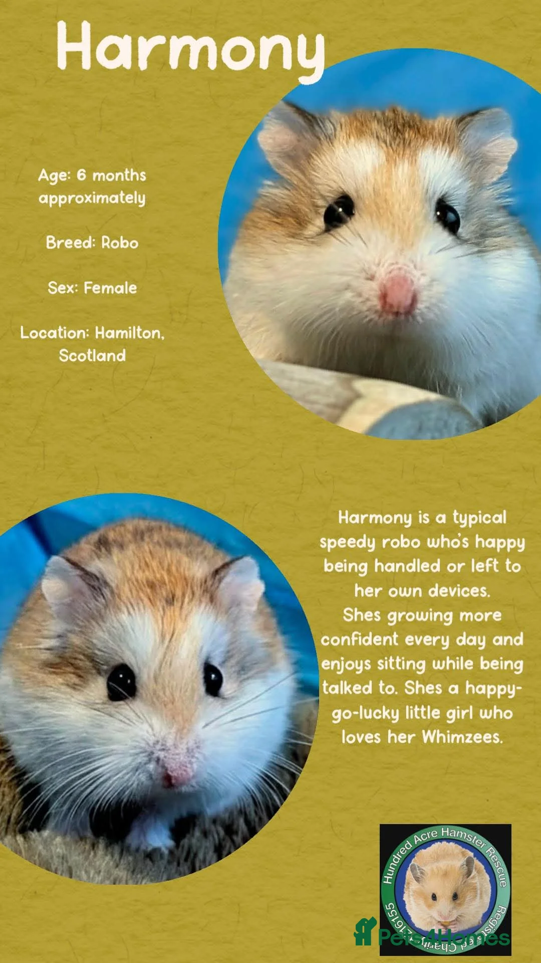 Hamster rodents for sale: Hamster  - Advert 1