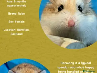 Hamster rodents Hamster - Advert 8