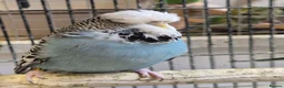 Budgerigars birds for sale: Hens variety colors - Advert 1