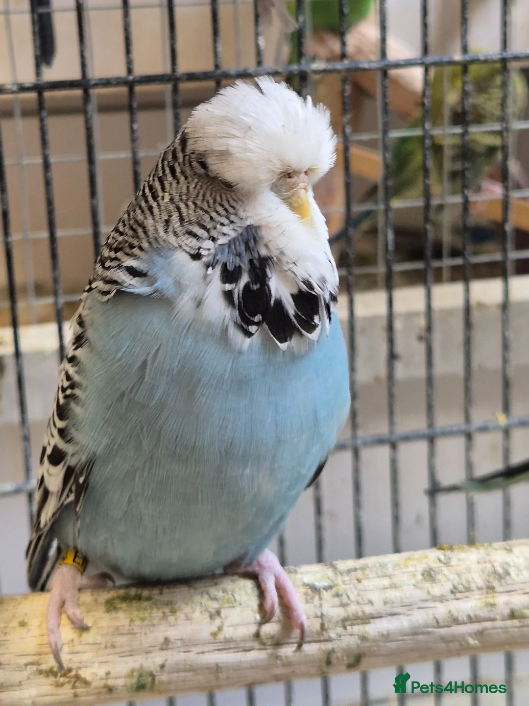 Budgerigars birds for sale: Hens variety colors - Advert 1