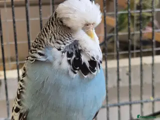 Budgerigars birds for sale: Hens variety colors - Advert 1