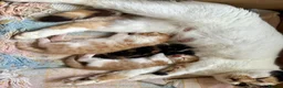 Mixed Breed cats for sale: Long furred Ginger white Calico Tortoise Kittens - Advert 2