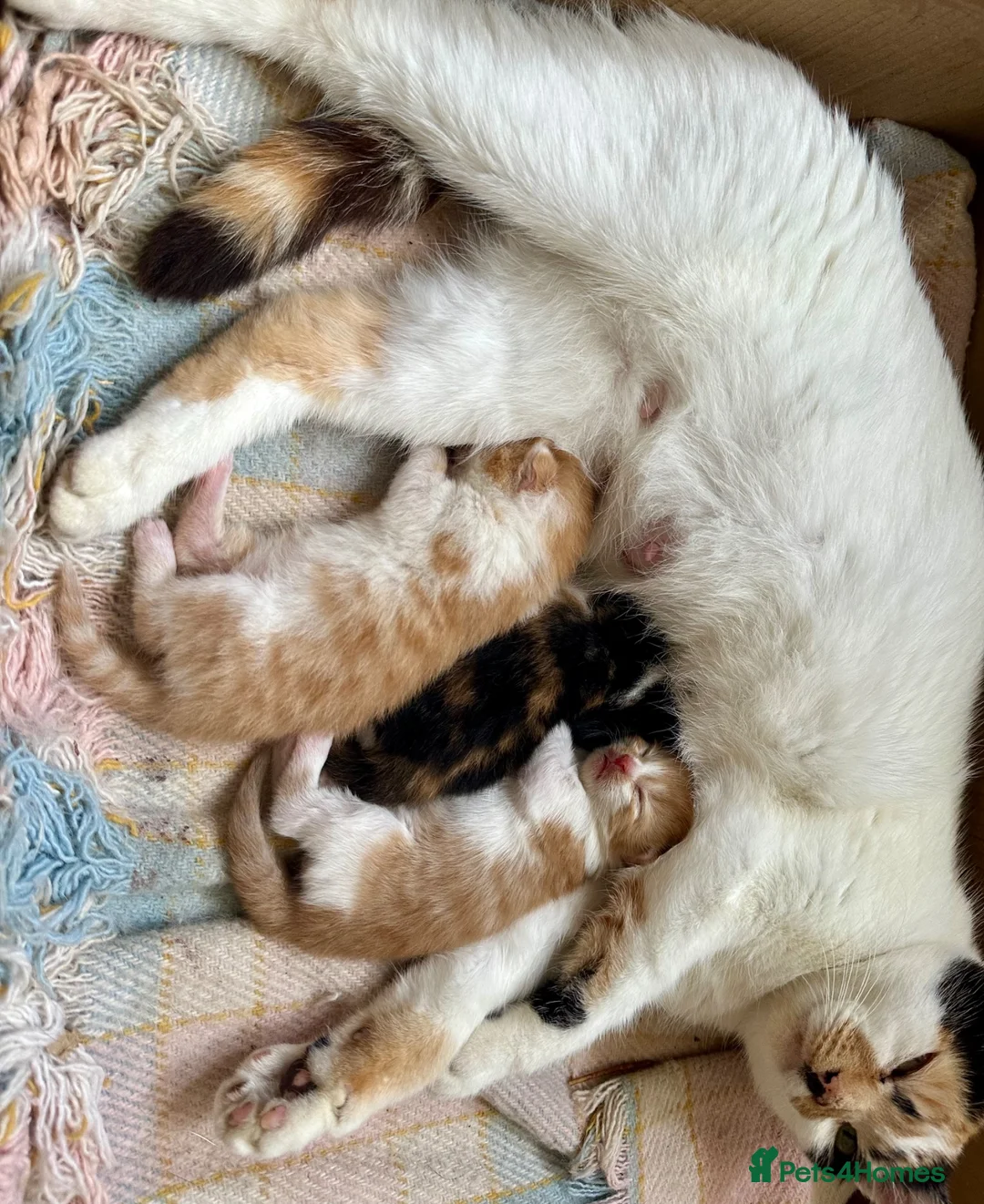 Mixed Breed cats for sale: Long furred Ginger white Calico Tortoise Kittens - Advert 2