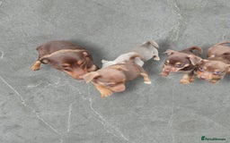 Jack Russell dogs for sale: Miniature jack Russell pups - Image 21