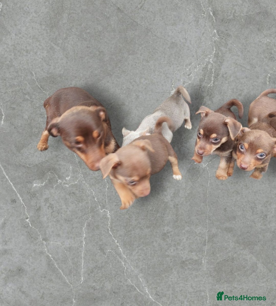 Jack Russell dogs for sale: Miniature jack Russell pups - Image 21
