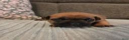 Staffordshire Bull Terrier dogs for sale: Staffordshire bull terier red puppies  - Advert 16